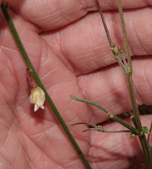 Astragalus convallarius