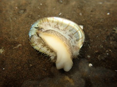 Haliotis virginea