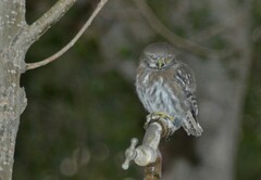 Glaucidium nana
