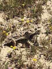 Phrynosoma blainvillii