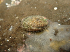 Haliotis virginea