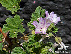 Malva sylvestris