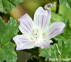 Malva sylvestris