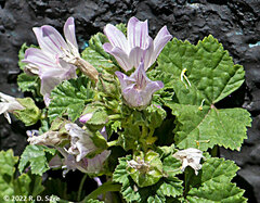 Malva sylvestris