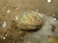 Haliotis virginea