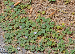 Malva sylvestris