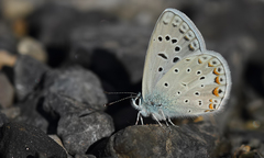 Polyommatus cornelia