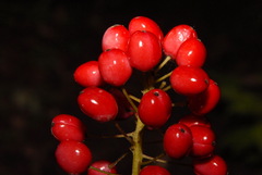 Actaea rubra rubra