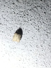 Parachma ochracealis