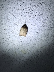 Parachma ochracealis