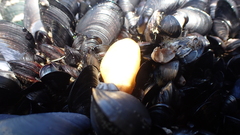 Mytilus planulatus