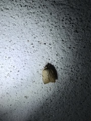 Parachma ochracealis