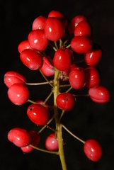 Actaea rubra rubra