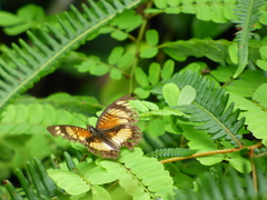 Junonia sophia