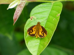 Pardaleodes edipus