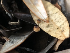 Cryptomarasmius corbariensis