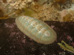 Ischnochiton maorianus