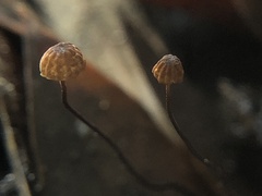 Cryptomarasmius corbariensis
