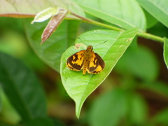 Pardaleodes edipus