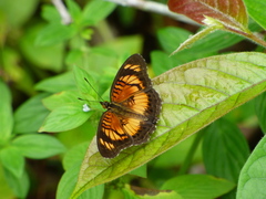 Junonia sophia