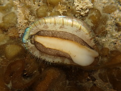 Haliotis virginea