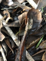 Cryptomarasmius corbariensis