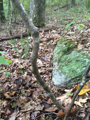 Acer leucoderme