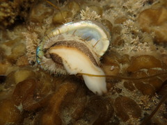 Haliotis virginea