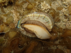 Haliotis virginea