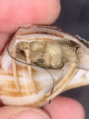 Isocheles wurdemanni