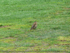 Turdus philomelos clarkei