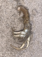 Isocheles wurdemanni