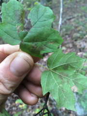 Acer leucoderme