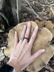 Clitocybe brunneocephala