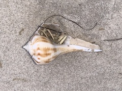 Isocheles wurdemanni