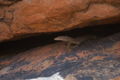 Varanus tristis