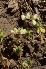 Loasa prostrata