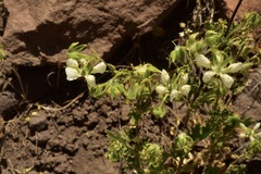 Loasa prostrata