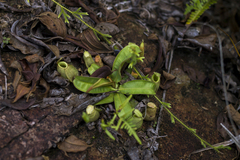 Nepenthes ampullaria