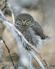 Glaucidium gnoma