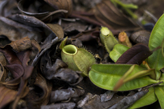 Nepenthes ampullaria