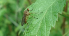 Empis livida