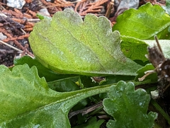 Leucanthemum vulgare