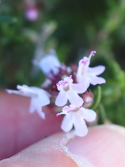 Thymus vulgaris