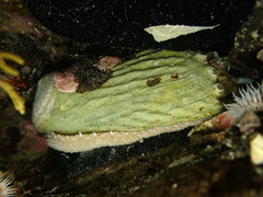 Haliotis australis