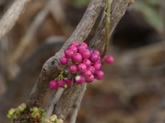 Memecylon umbellatum