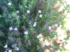 Thymus vulgaris