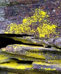 Chrysothrix candelaris