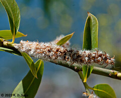 Salix humboldtiana