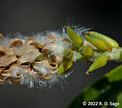 Salix humboldtiana